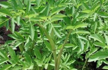 白芨種植發(fā)展前景怎么樣？